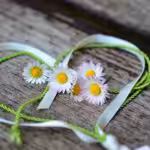 Gänseblümchen in weiß-grünem Bänderherz